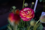 A close-up of a blooming flower in a garden.