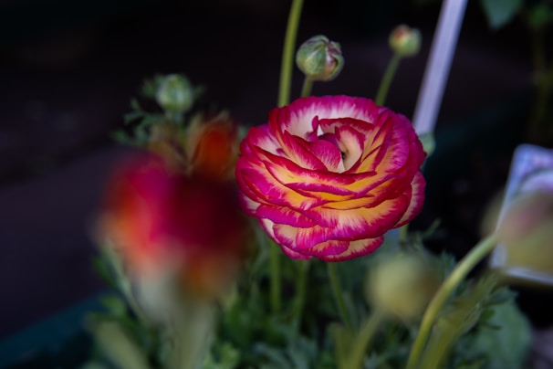 A close-up image of a colorful flower blooming in a garden.