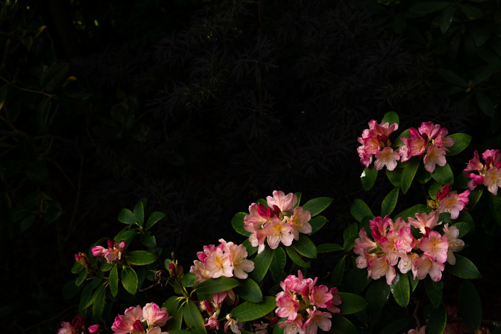 a group of pink flowers