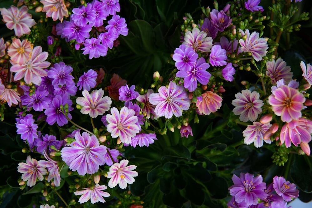 a group of flowers with Hulda Klager Lilac Gardens in the background