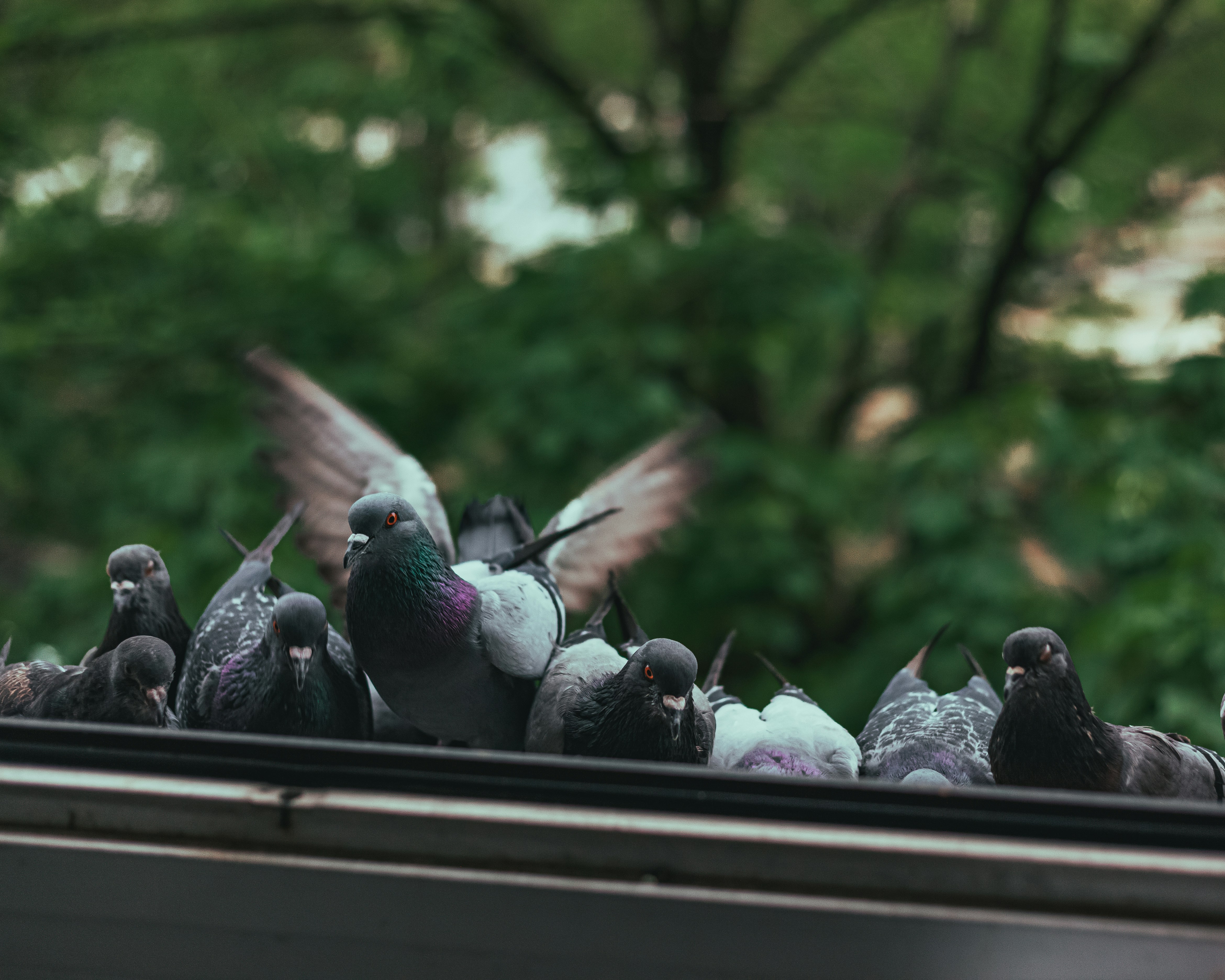 a group of pigeons on a roof