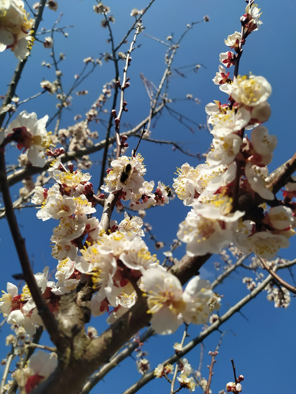 Un árbol con flores blancas