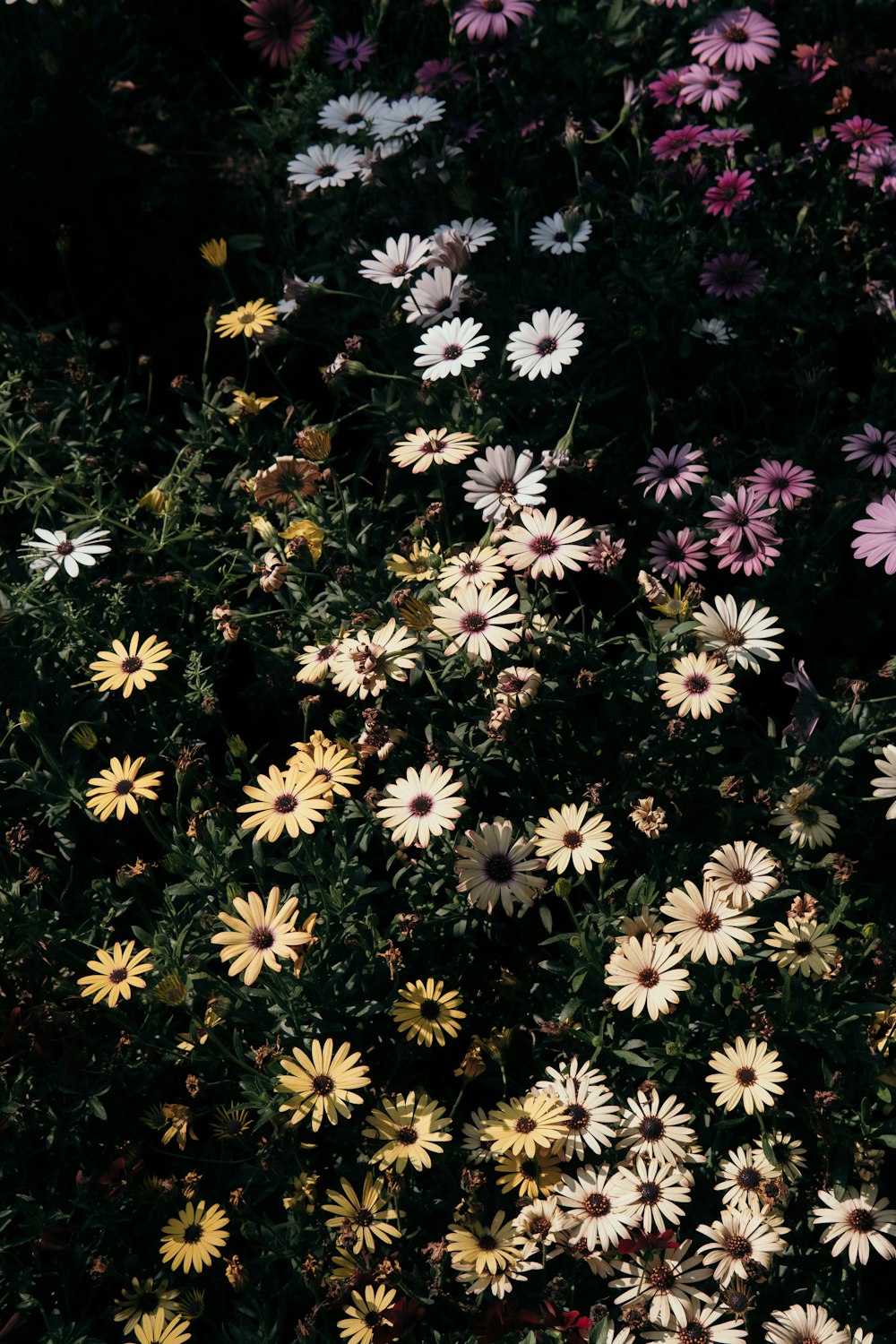 a group of flowers