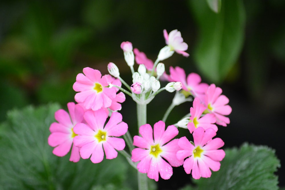 a group of pink flowers