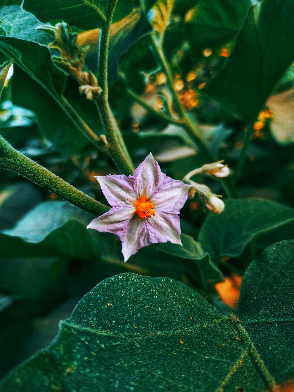 una flor púrpura en una planta