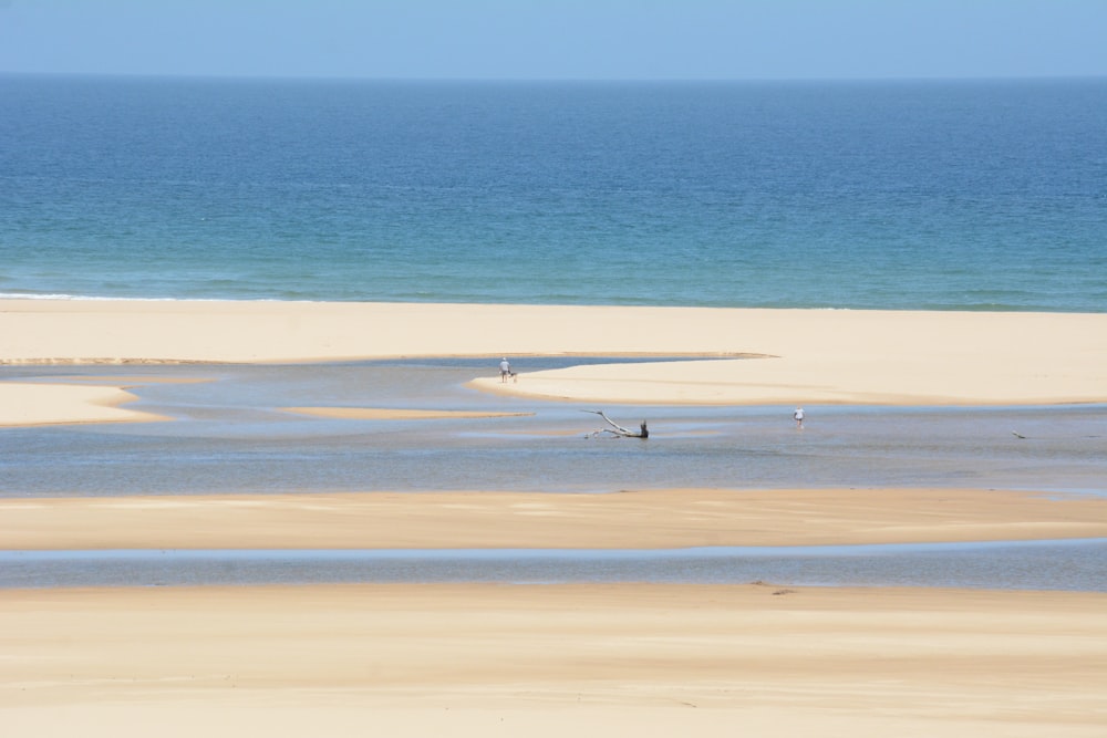 a group of birds standing on top of a sandy beach