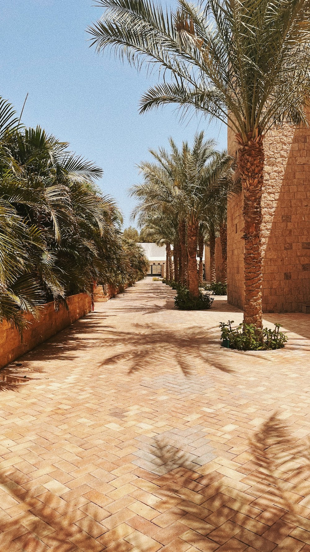 a brick path with palm trees
