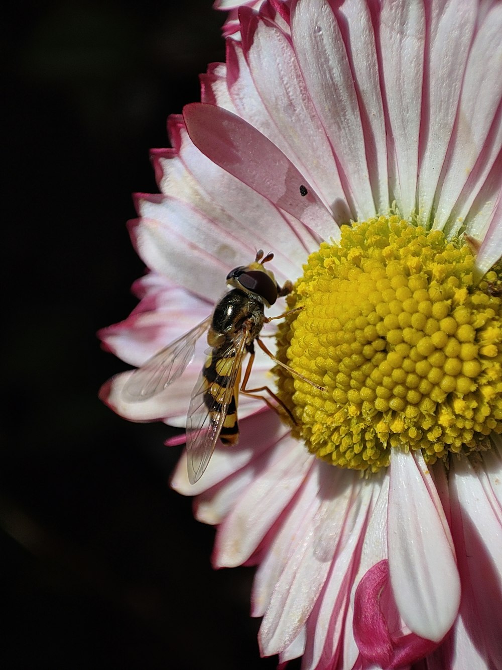 un'ape su un fiore