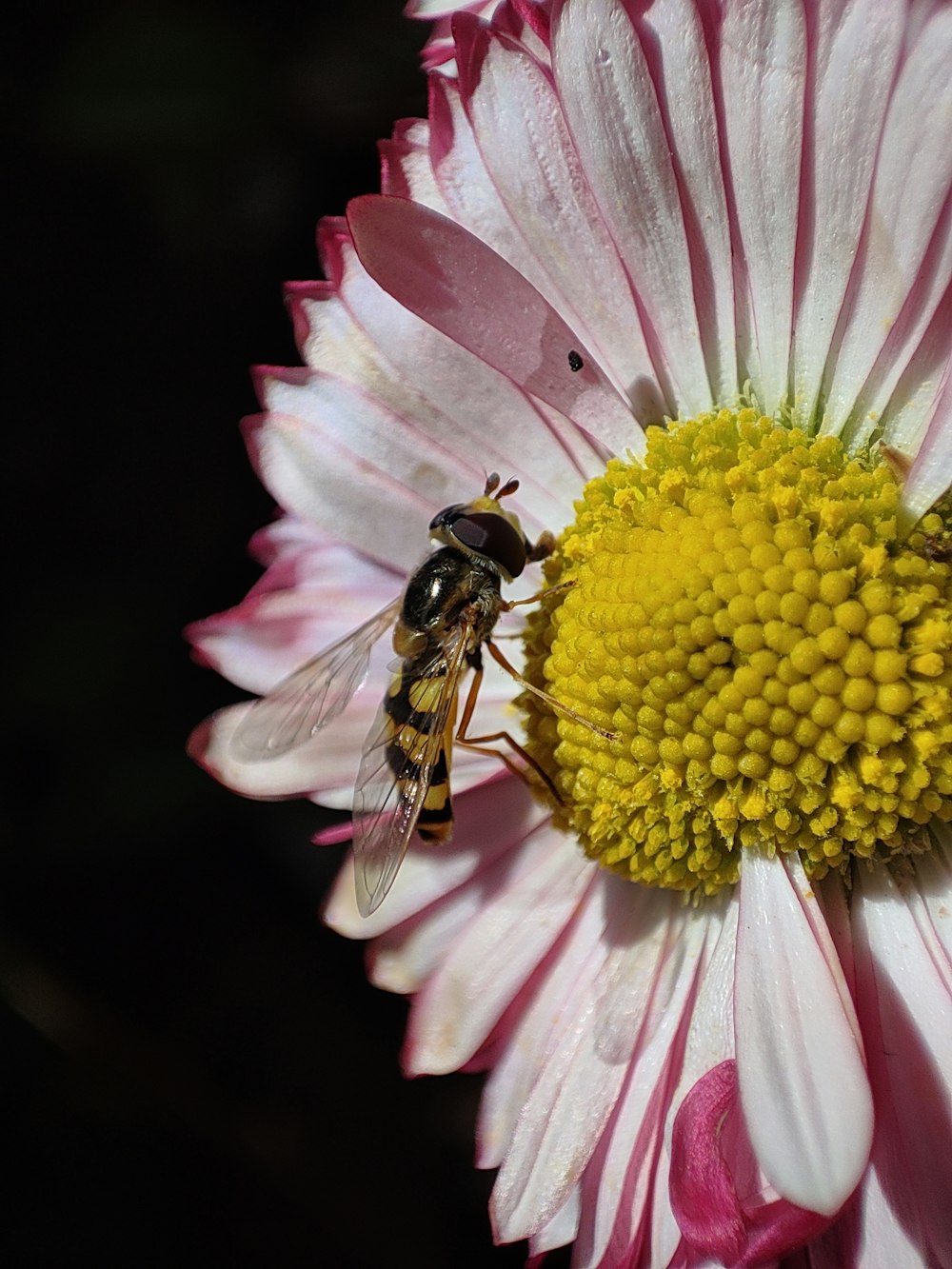 Une abeille sur une fleur