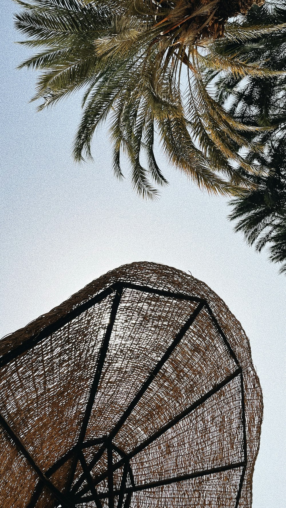 a palm tree behind a fence