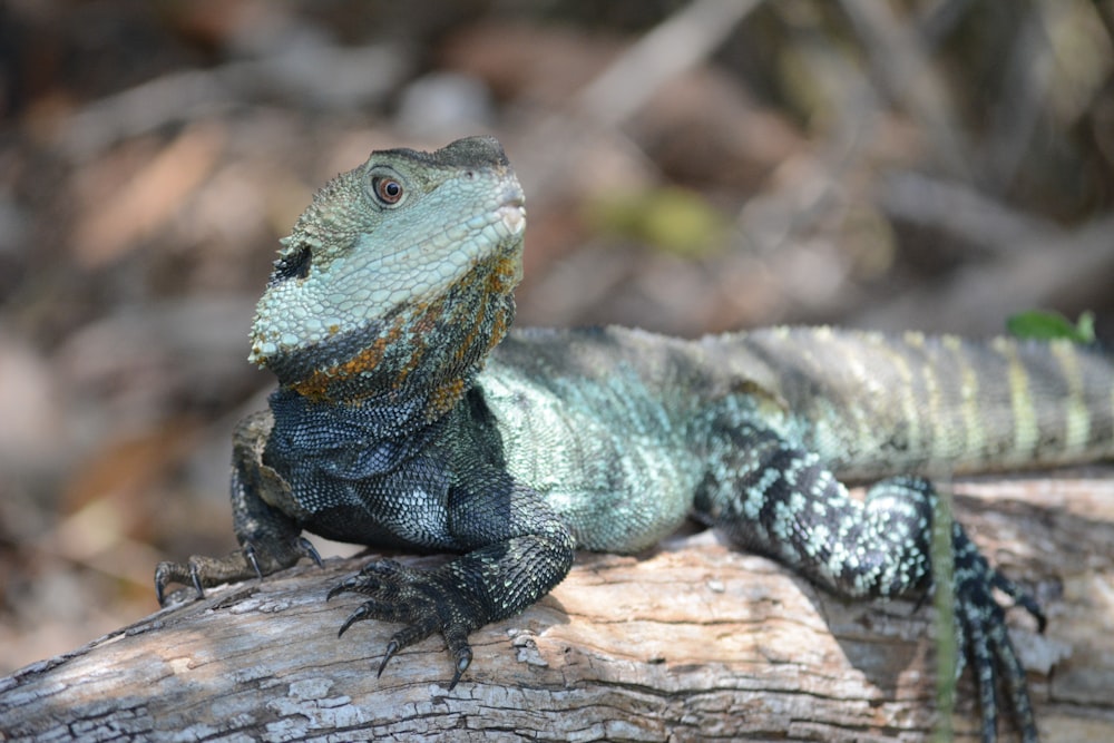 a lizard on a log