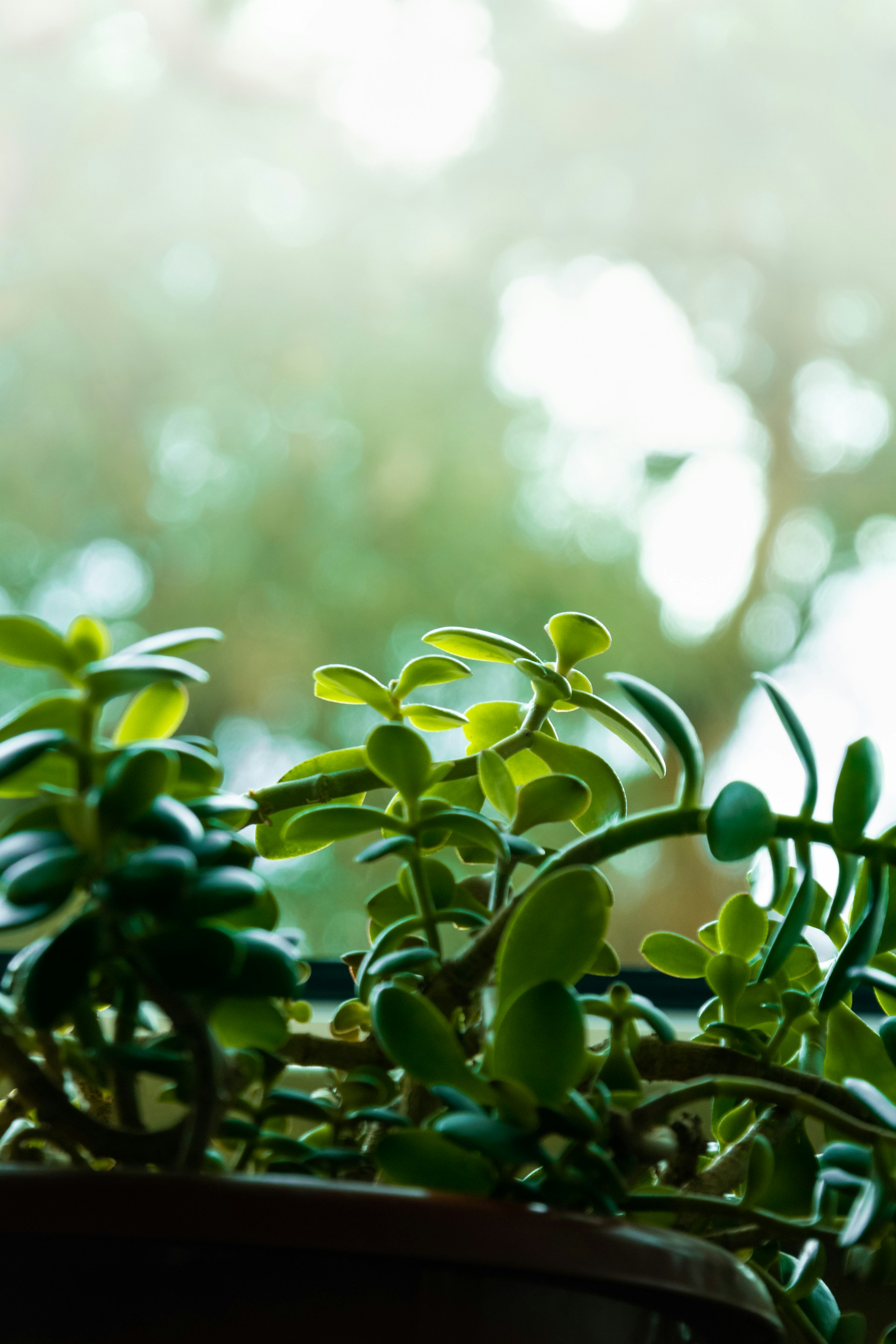 a close up of a plant