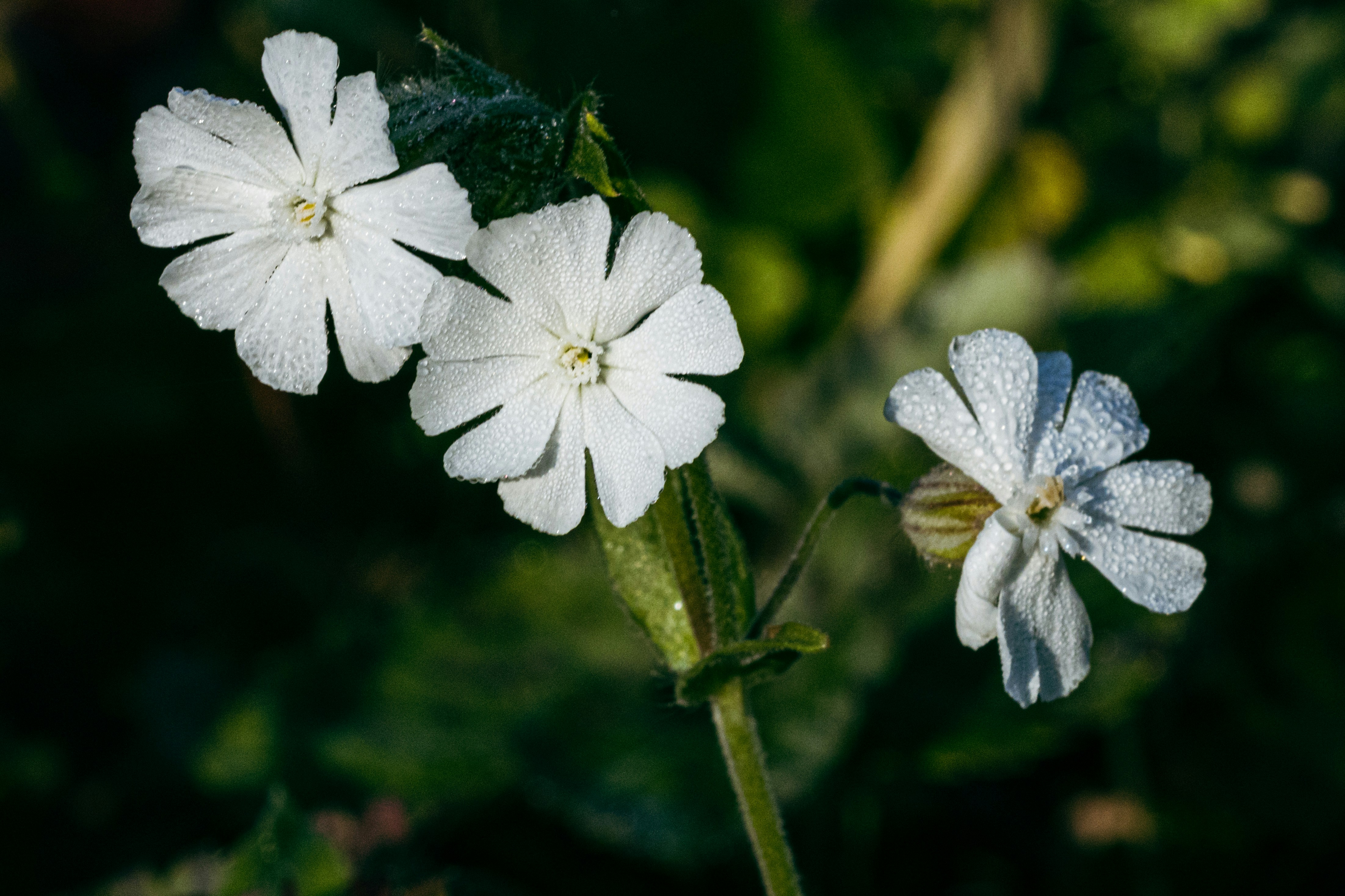 a group of white flowers