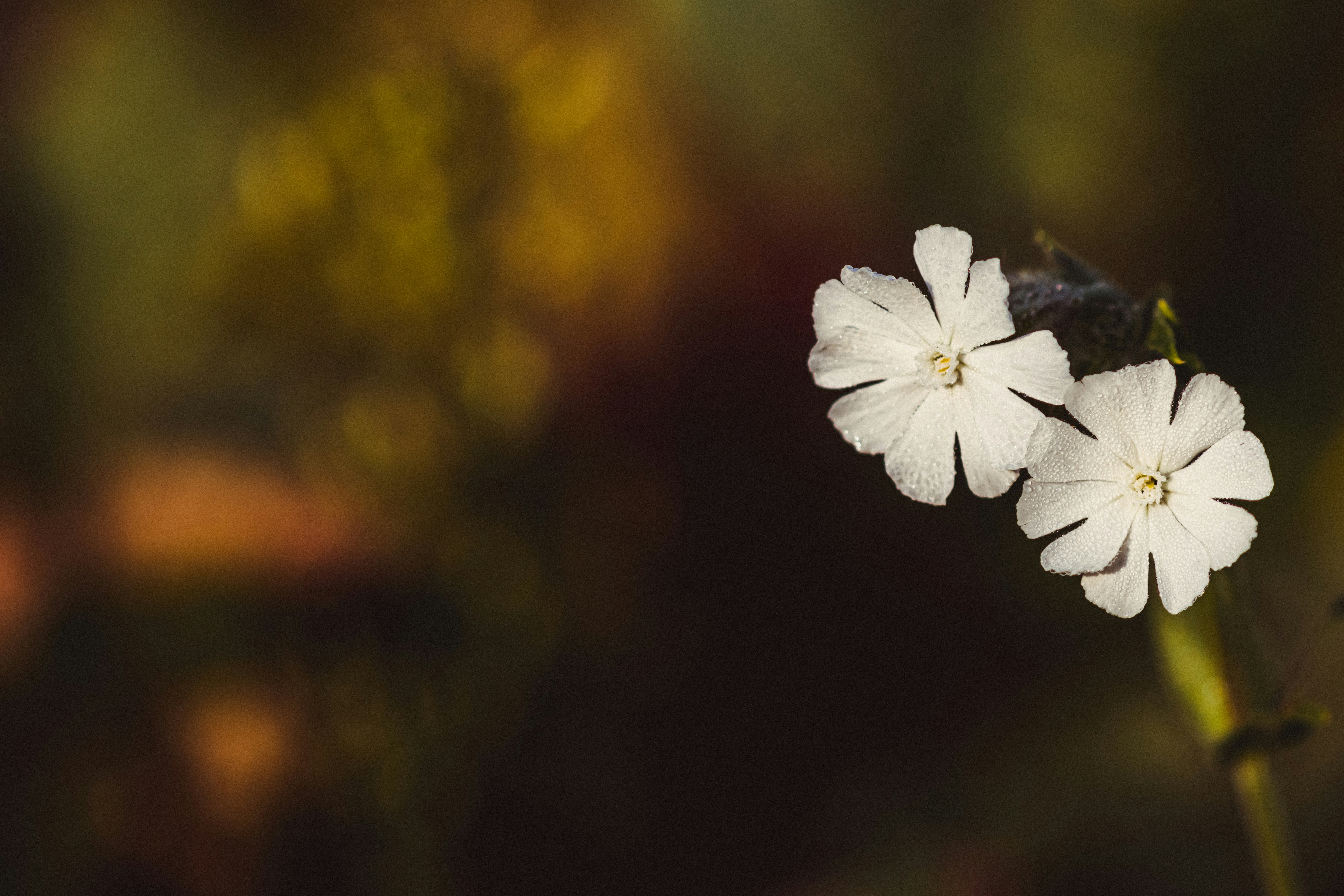 un gros plan de quelques fleurs