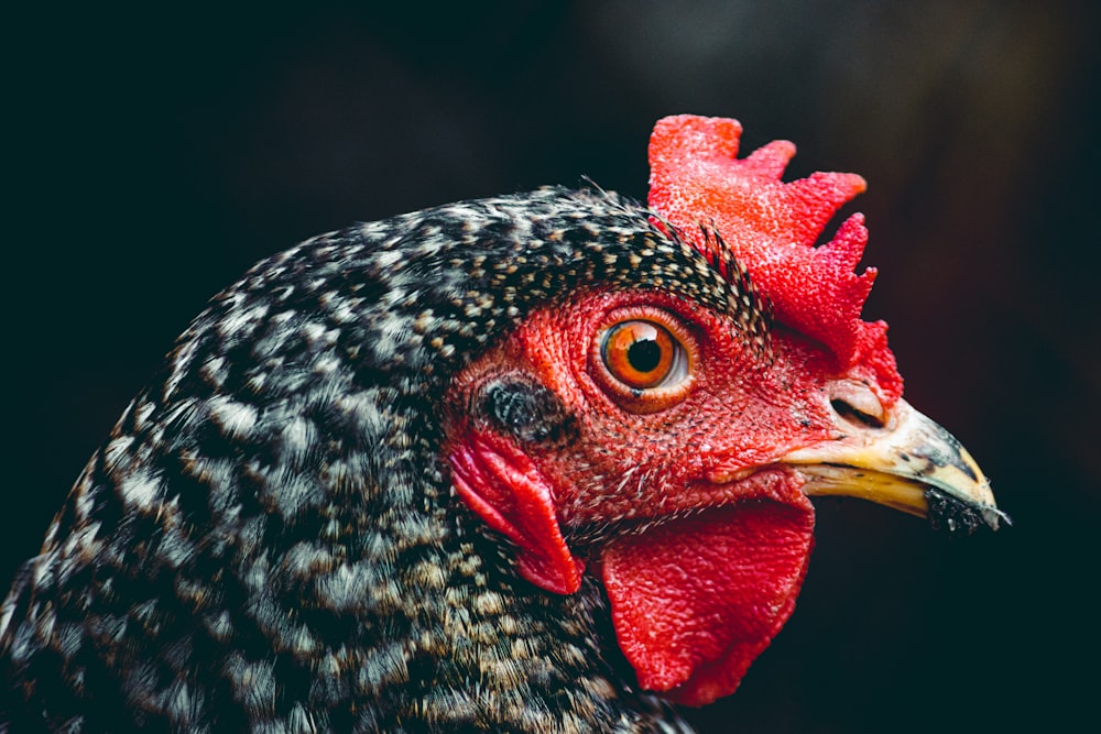 a close up of a rooster