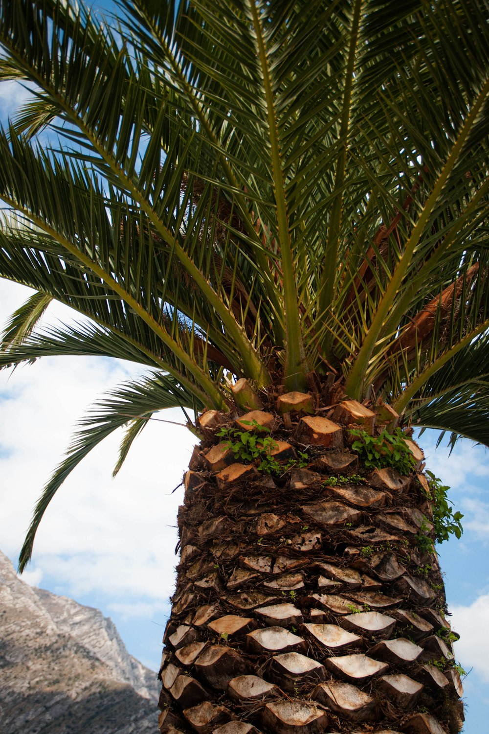 a palm tree with a rock wall