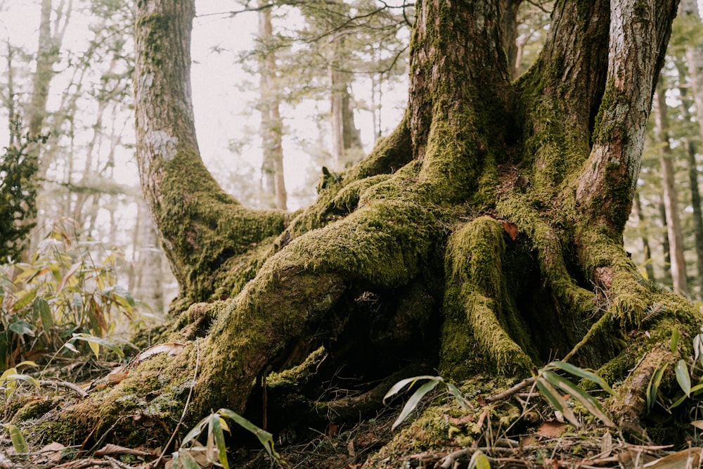 a tree with moss growing on it