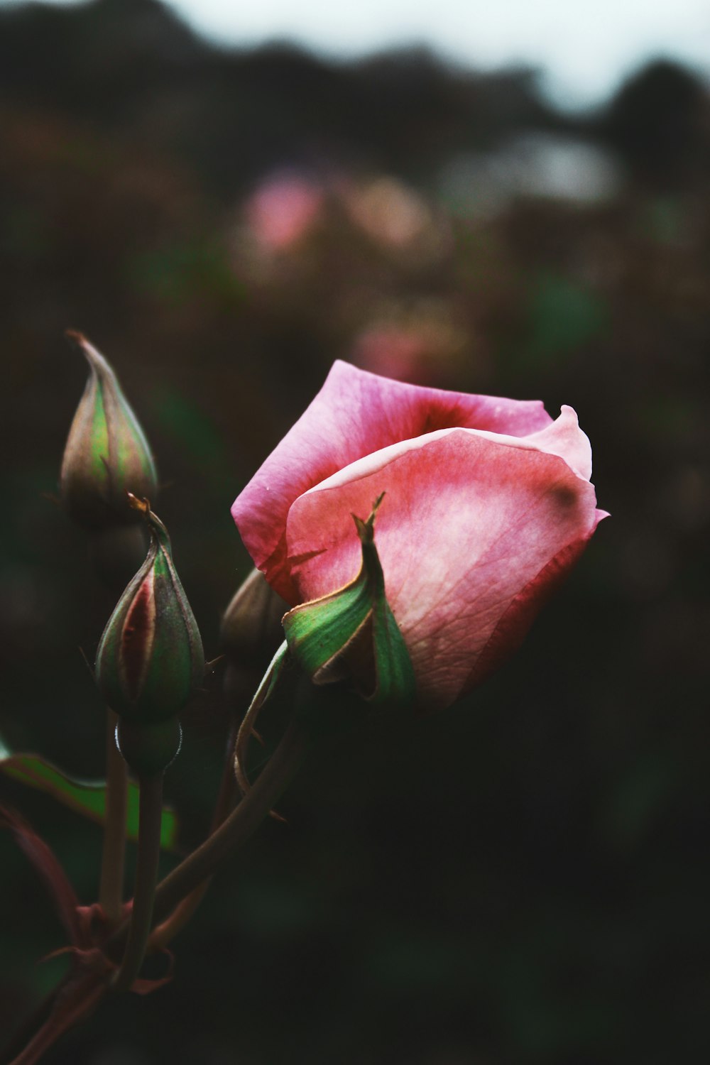 a close up of a flower