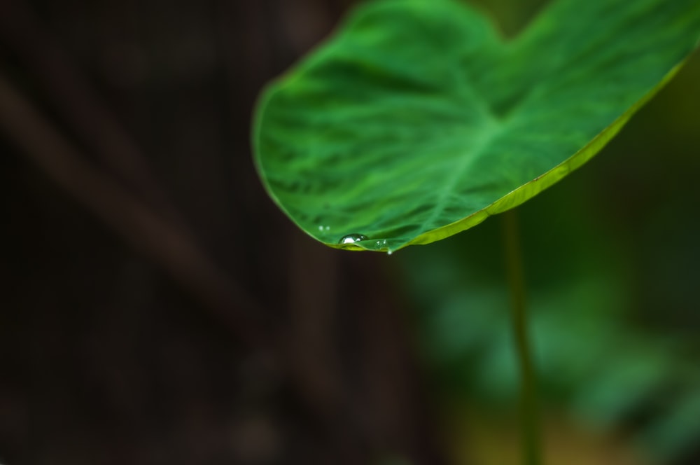 a close up of a leaf