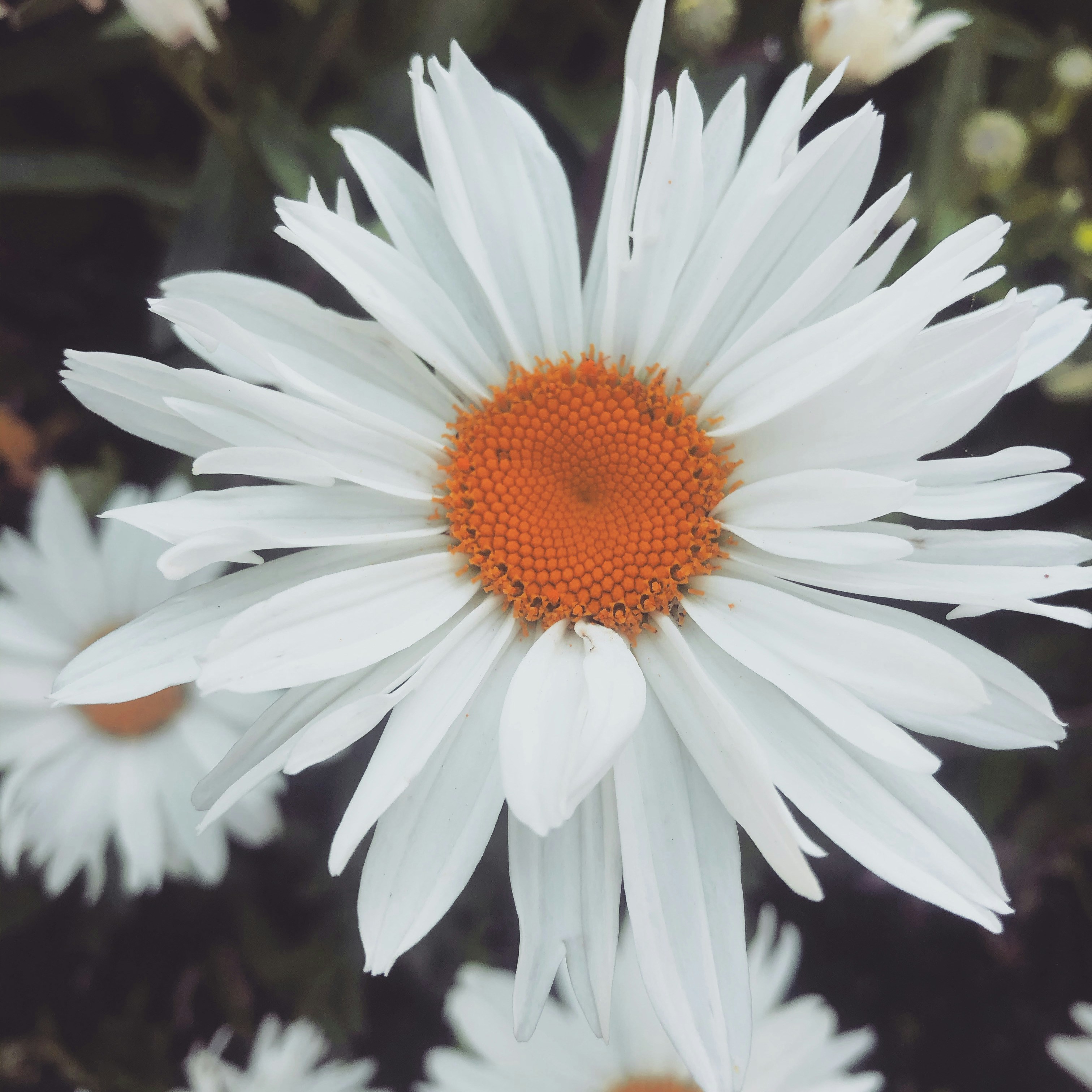 Photo by inesisabbell_photo