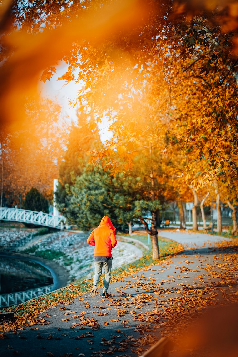 a person walking on a path with trees on either side of it