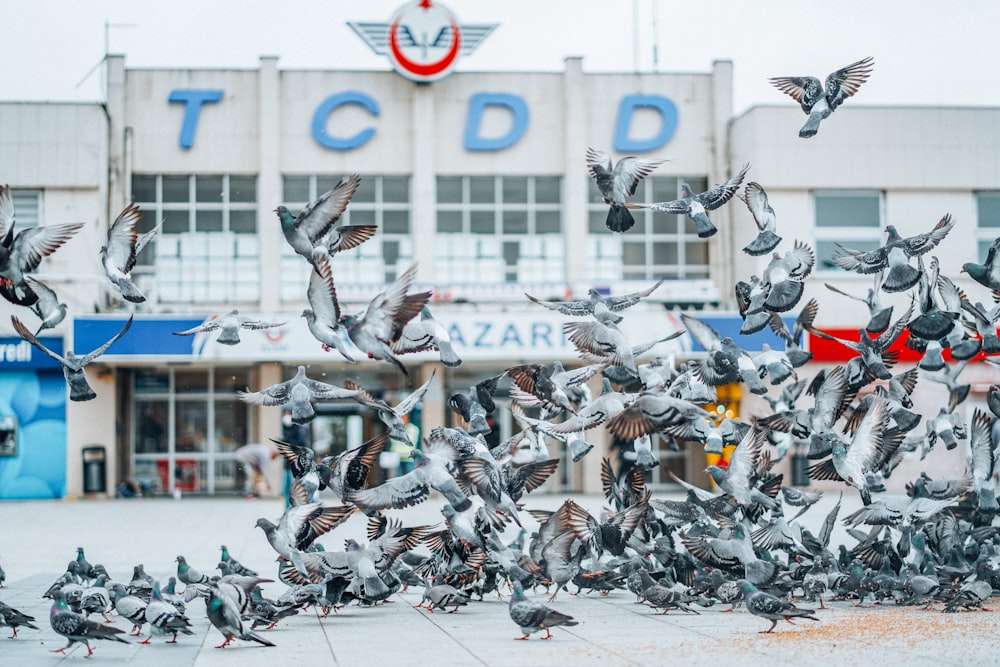 a flock of birds flying in front of a building