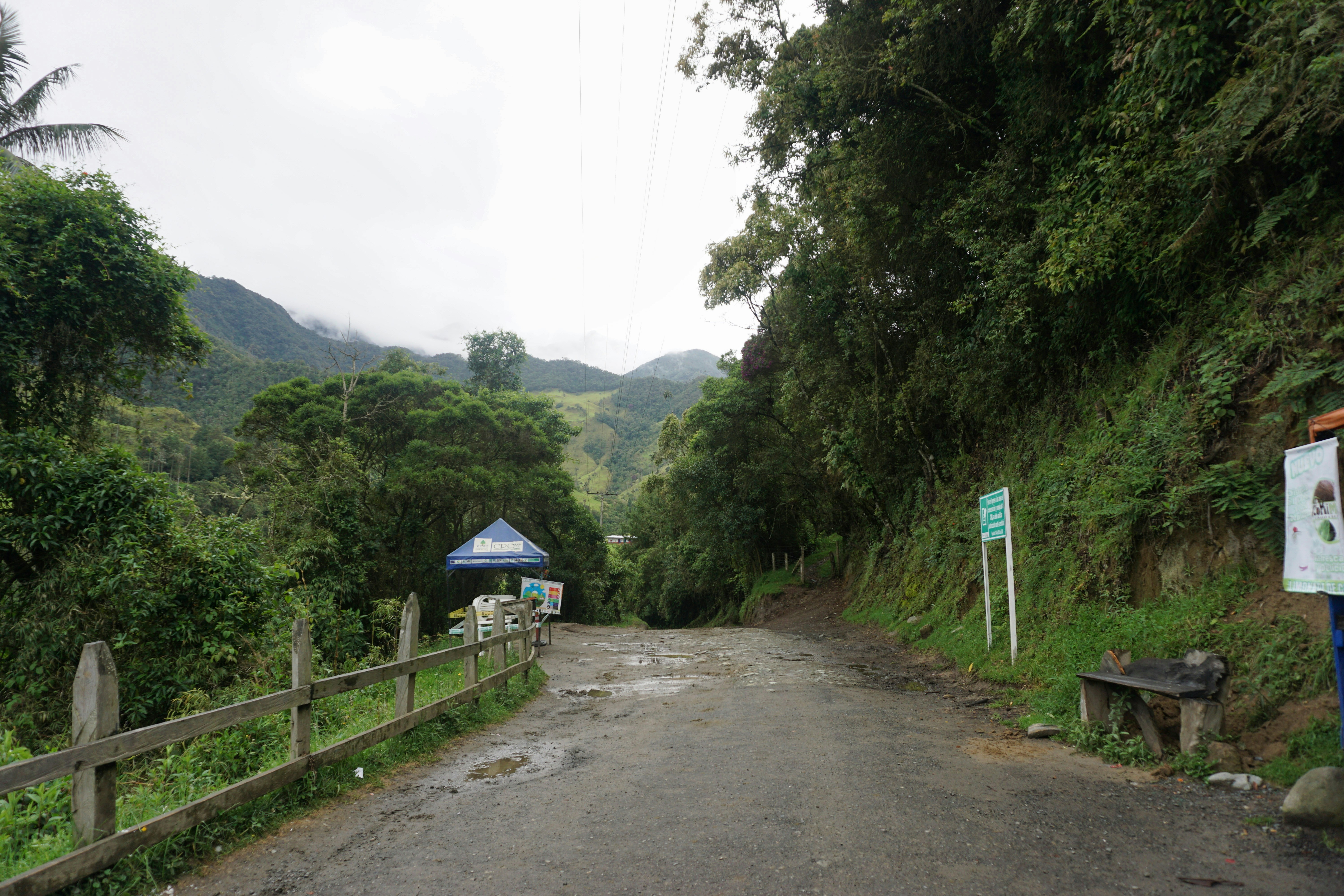 a path with trees and a fence
