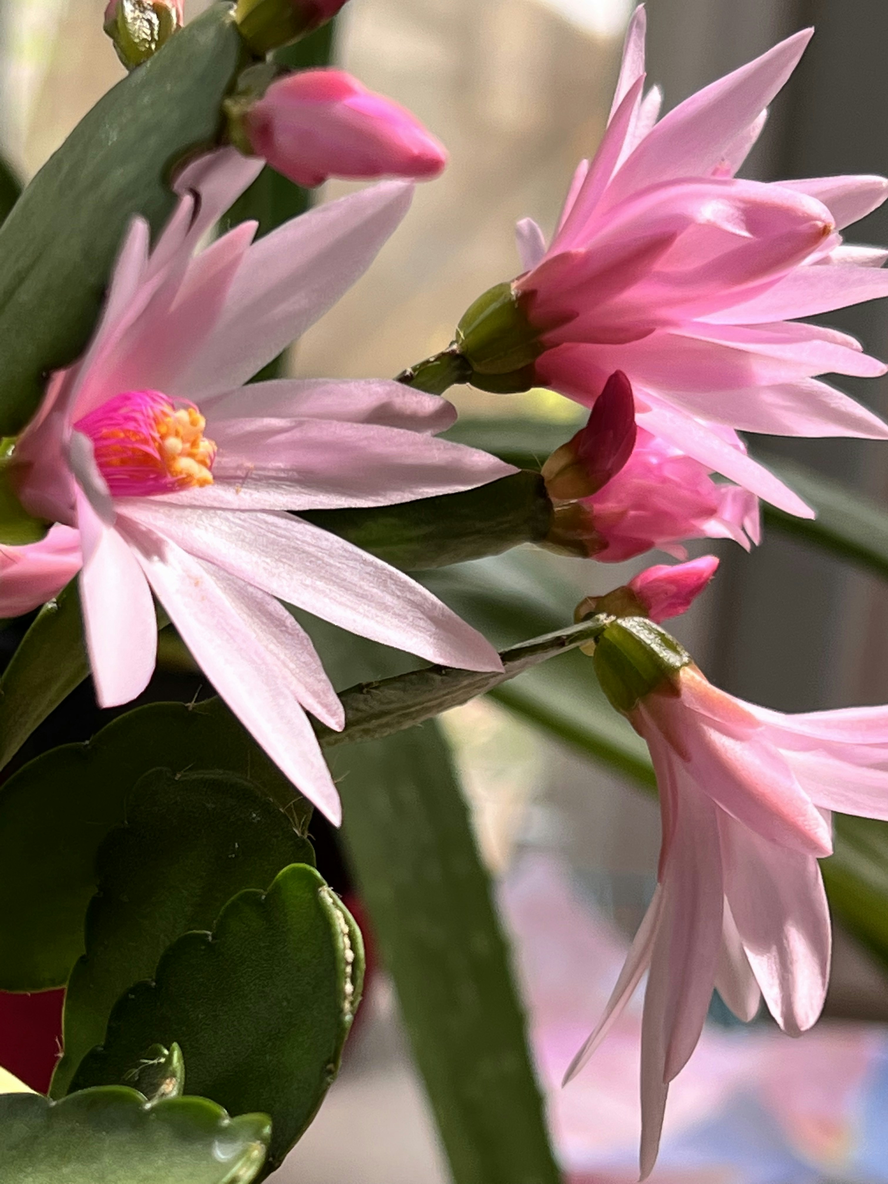 a close up of pink flowers