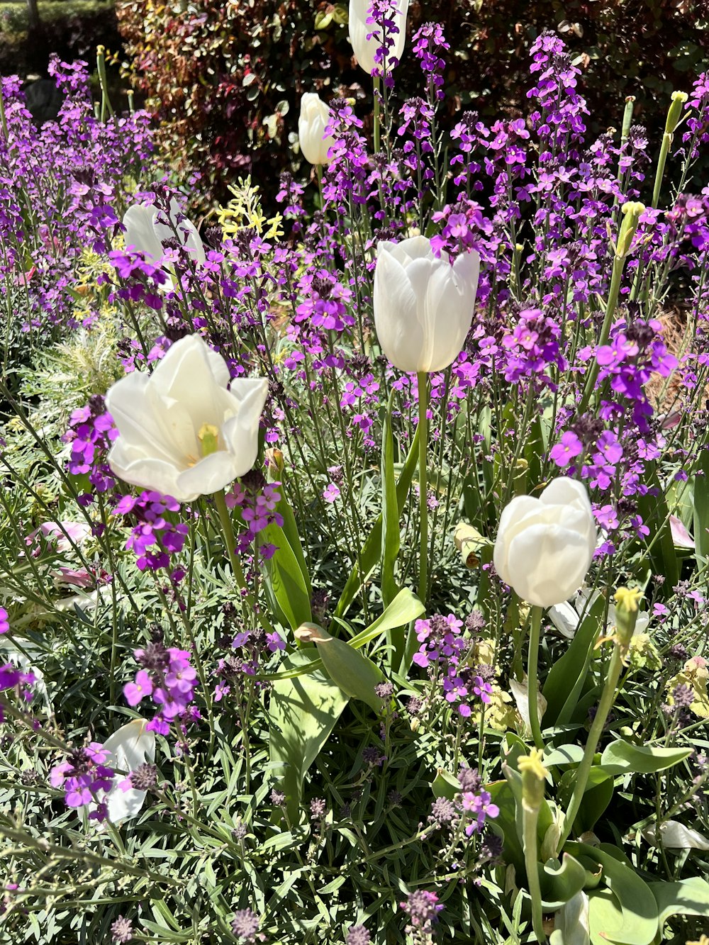 a group of flowers