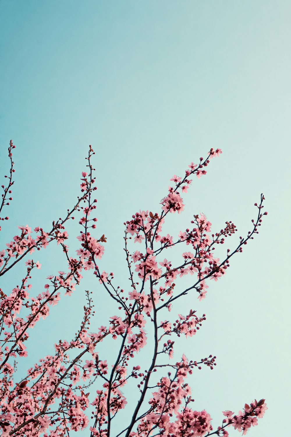 a tree with pink flowers