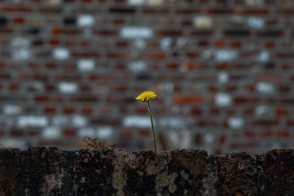 a single yellow flower