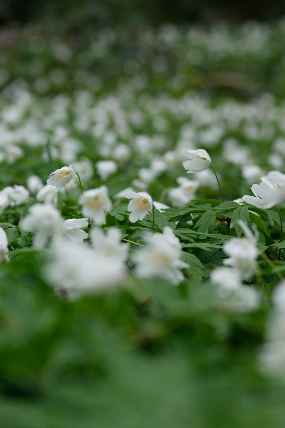 a close up of white flowers