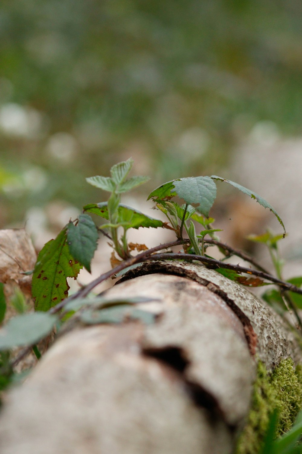 a plant growing out of a crack in the ground