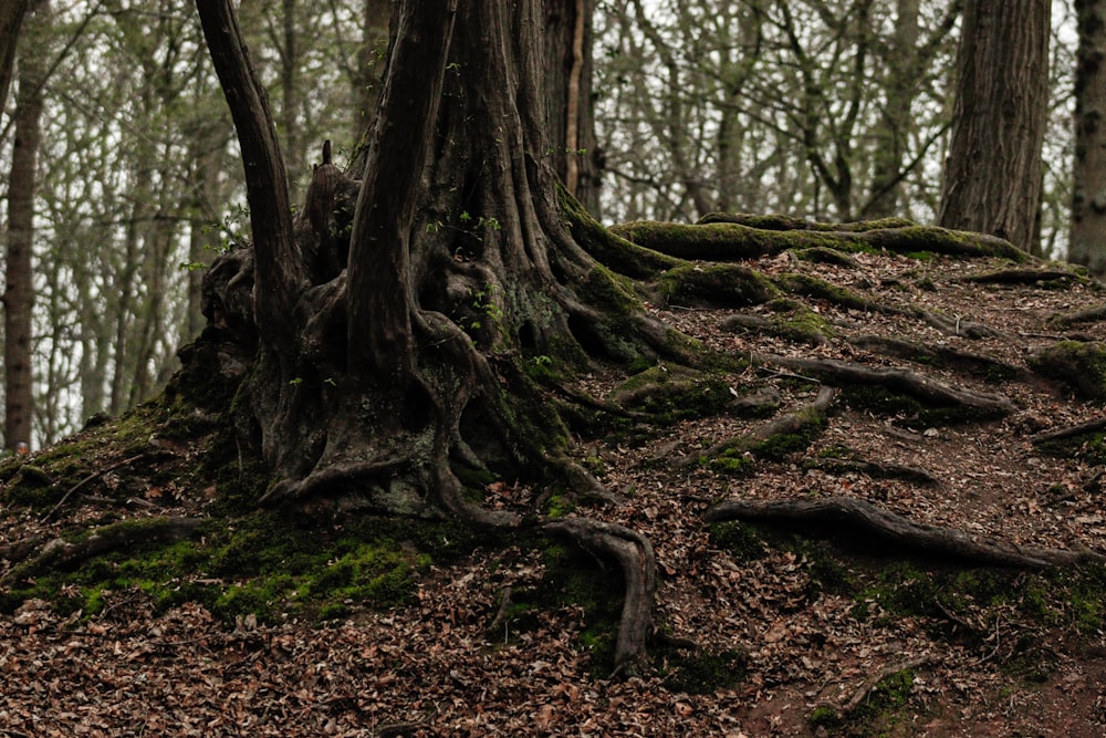 a tree with a large trunk