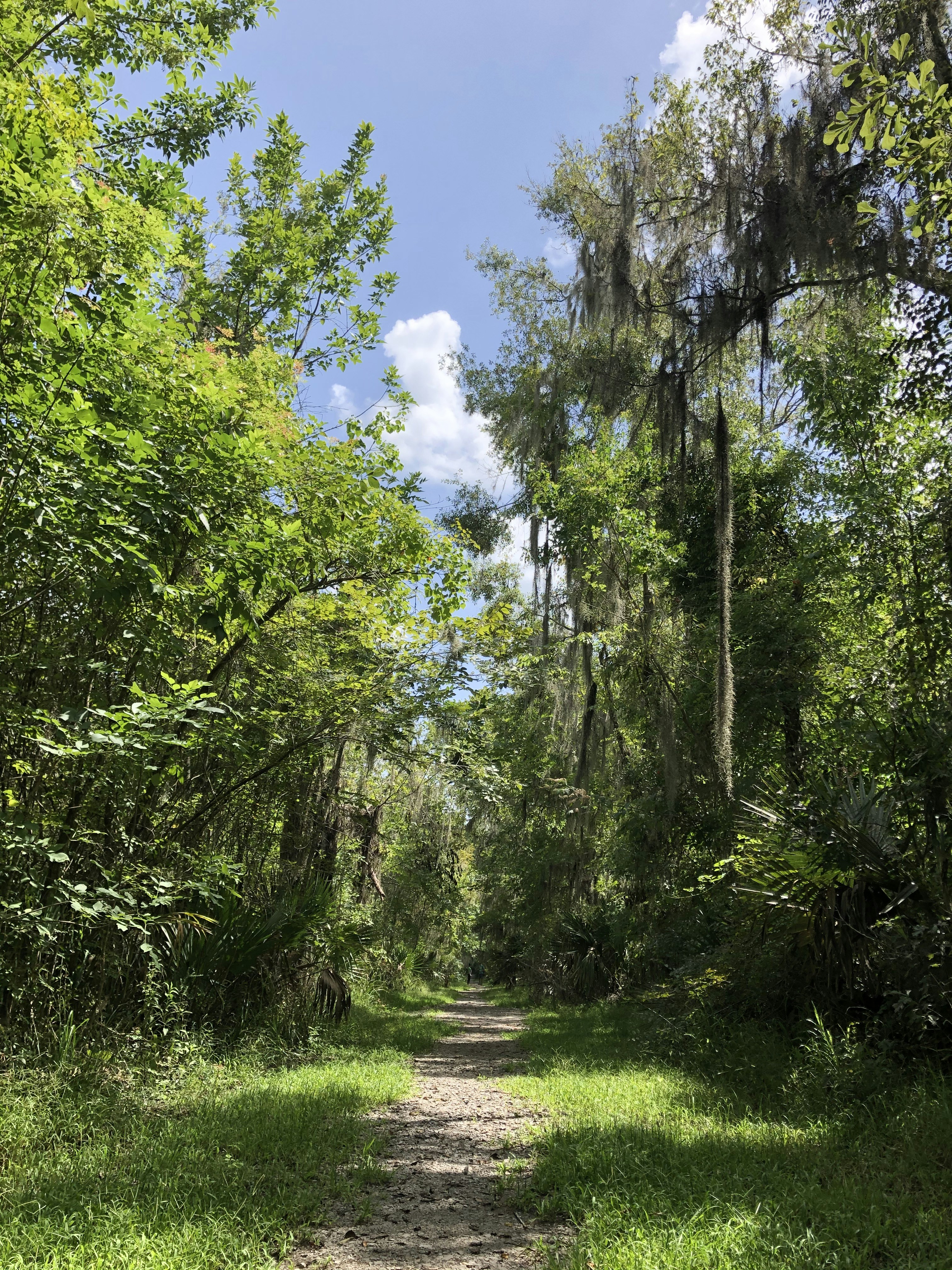 a dirt path through a forest