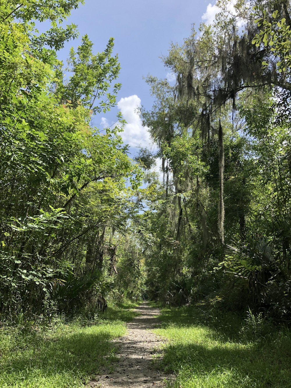 um caminho de terra através de uma floresta