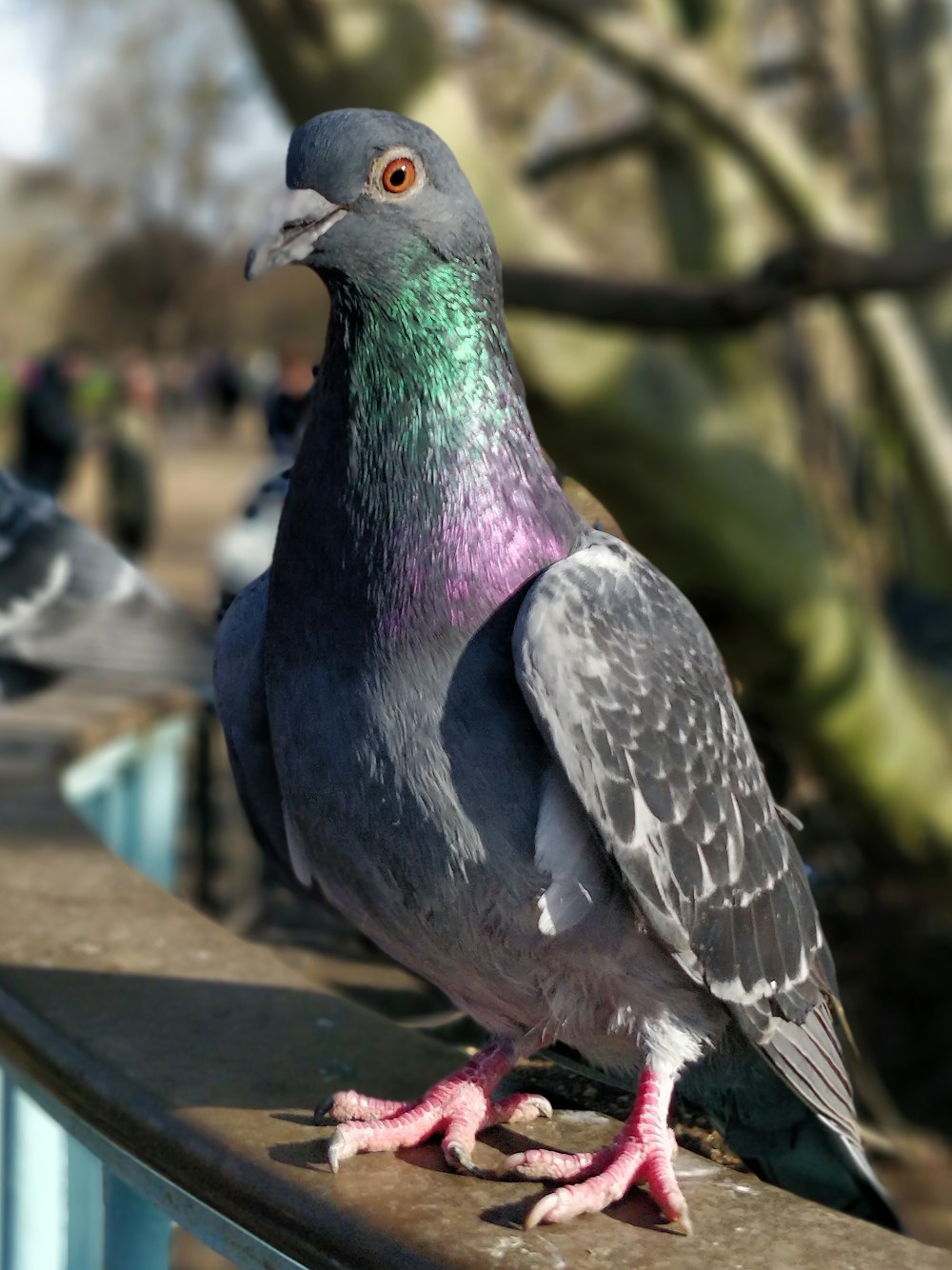 a pigeon standing on a ledge