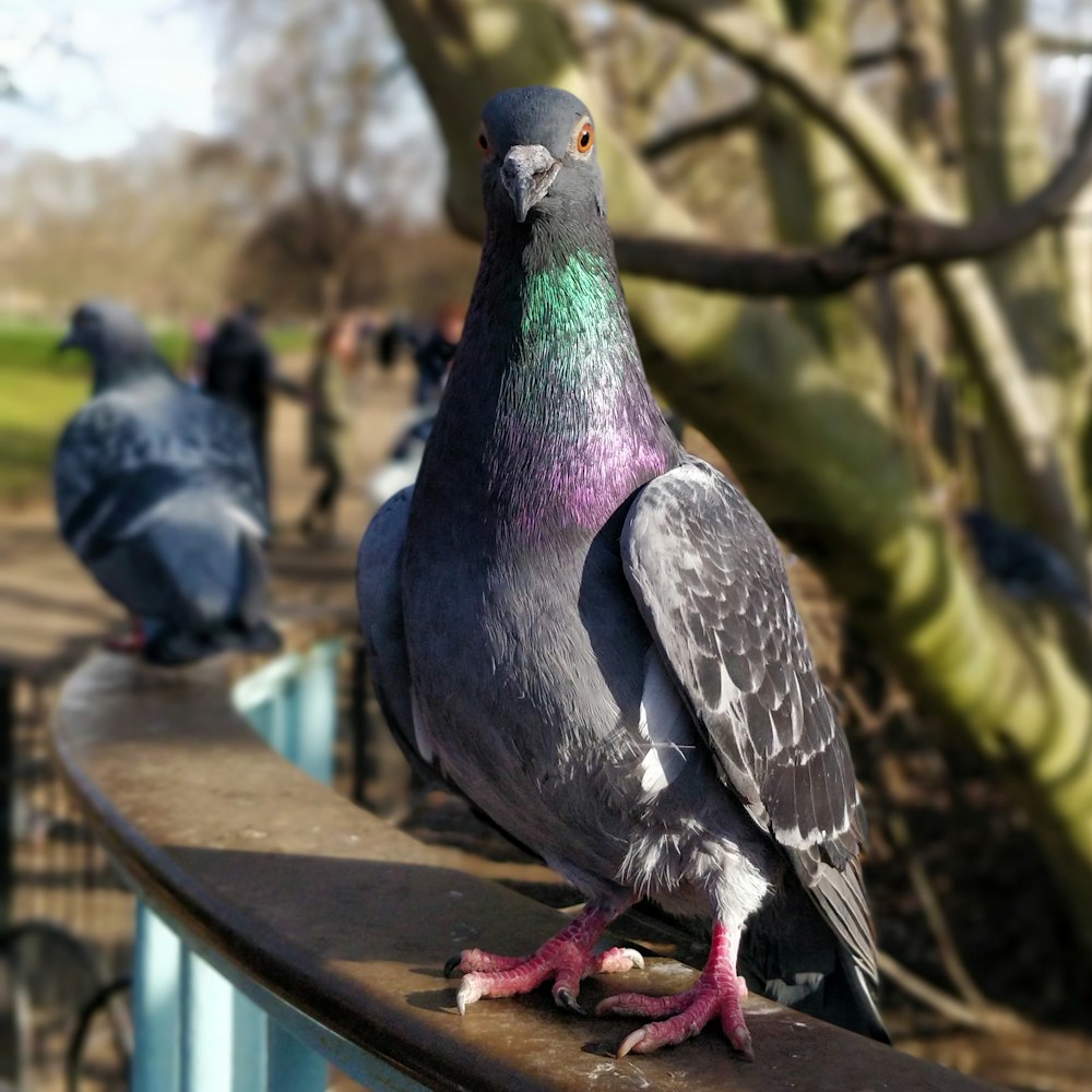 a group of pigeons on a bench