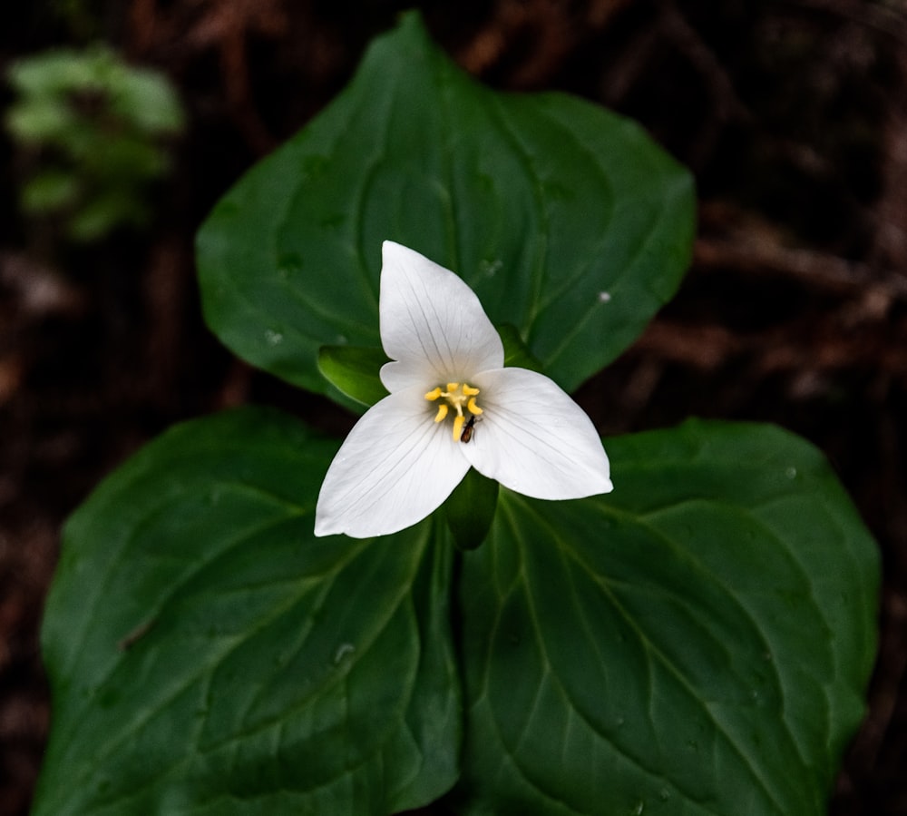 a white flower on a green leaf