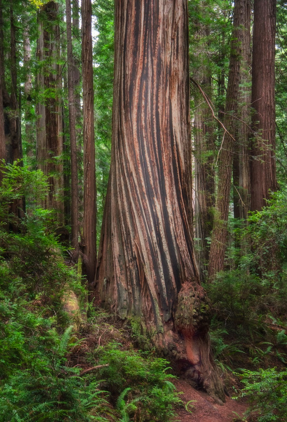 a tree trunk in the middle of a forest