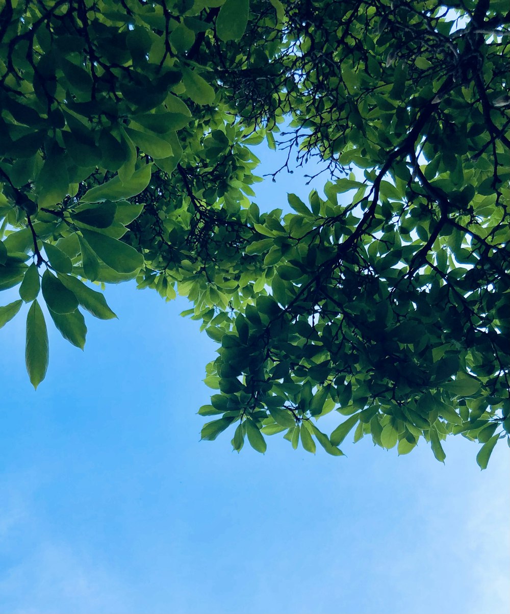 a tree with leaves