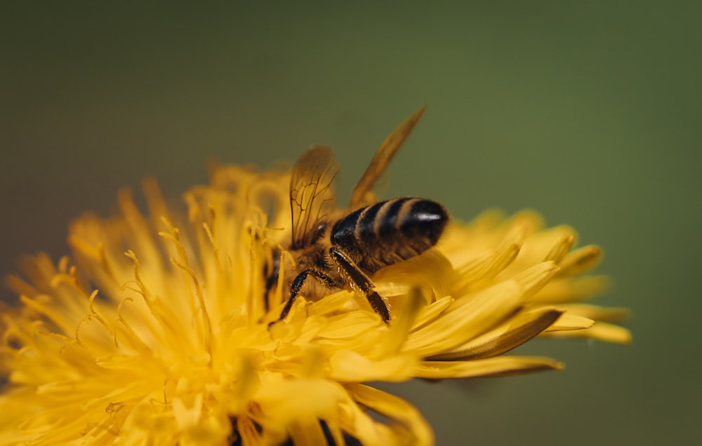 a bee on a flower