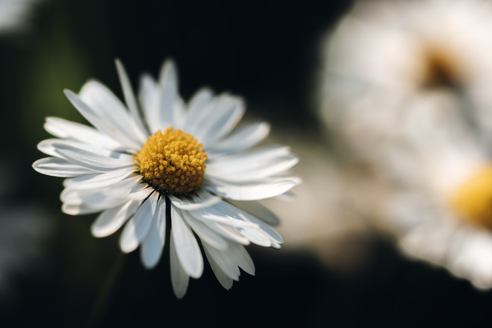 a close up of a flower