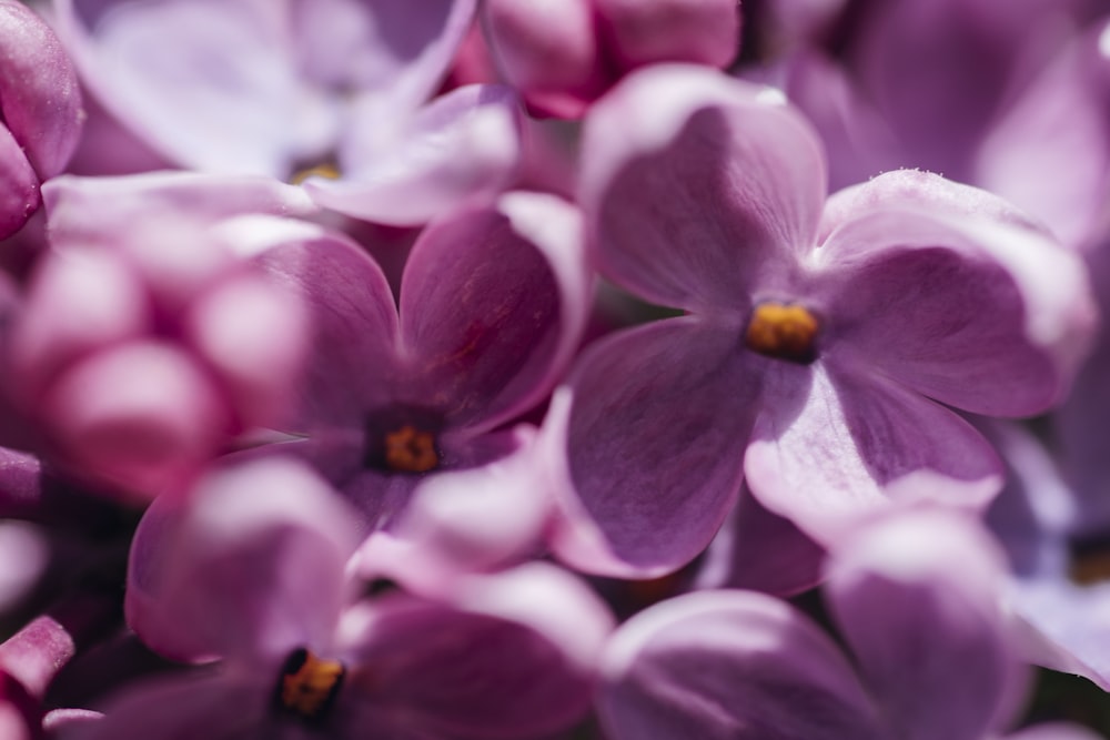 a close up of a flower