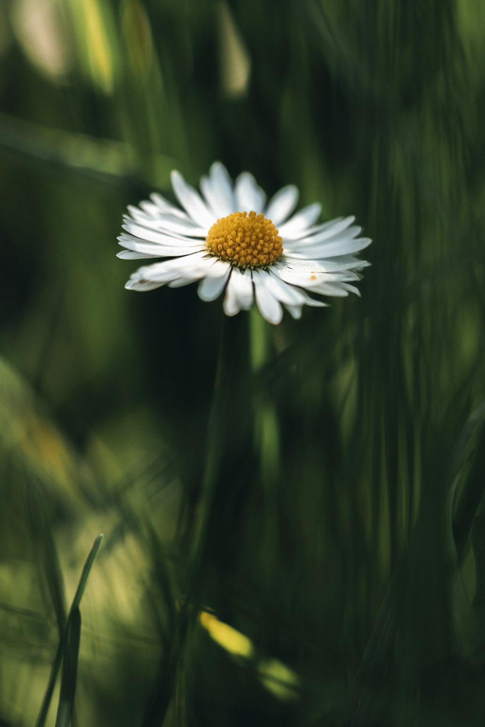 a white flower with yellow center