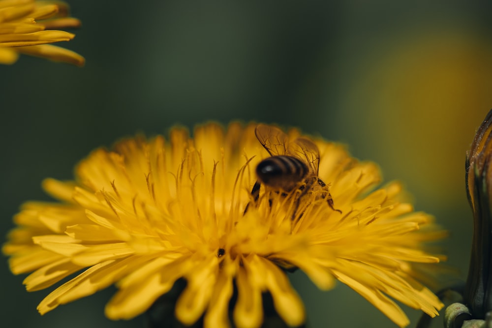 a bee on a yellow flower