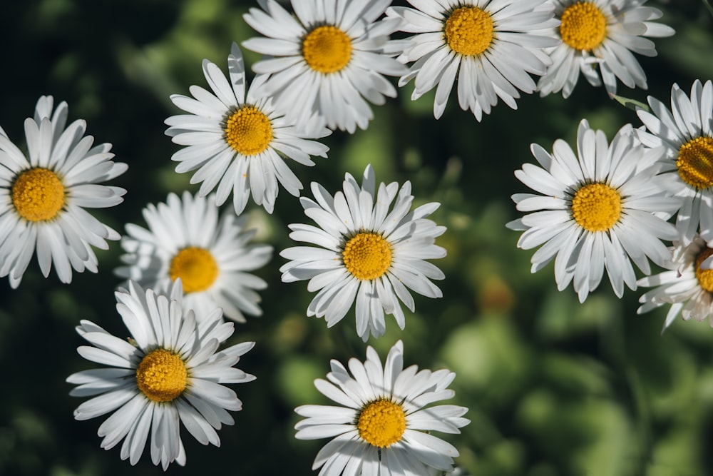 a group of white flowers