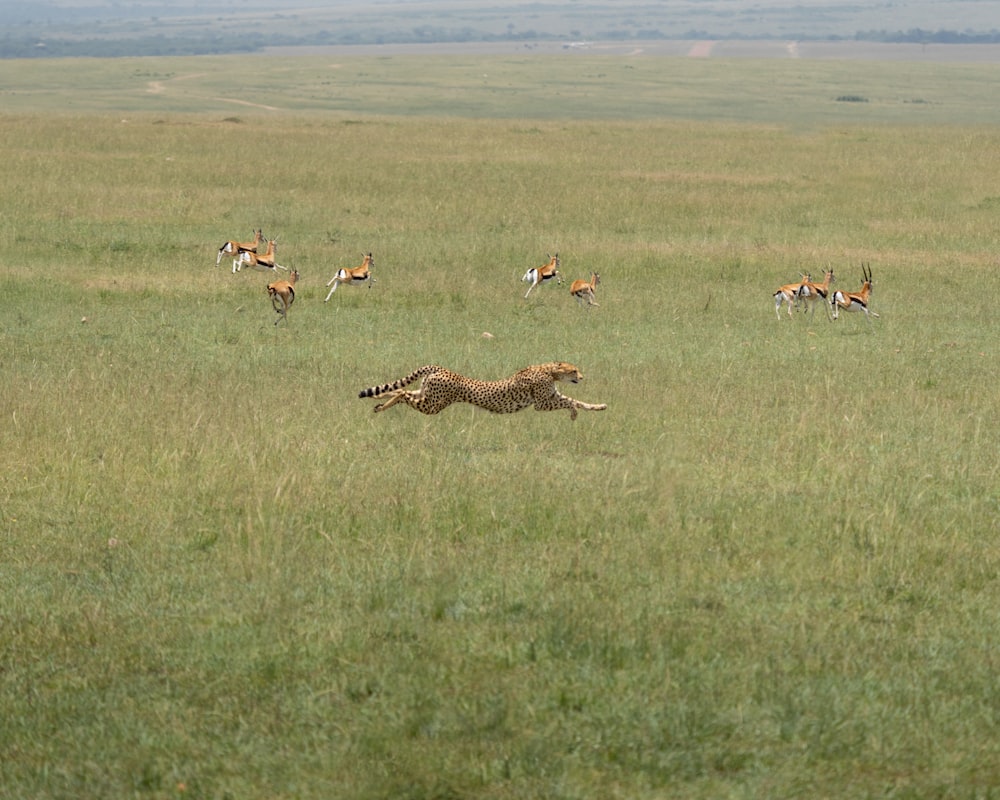 a group of animals running in a field
