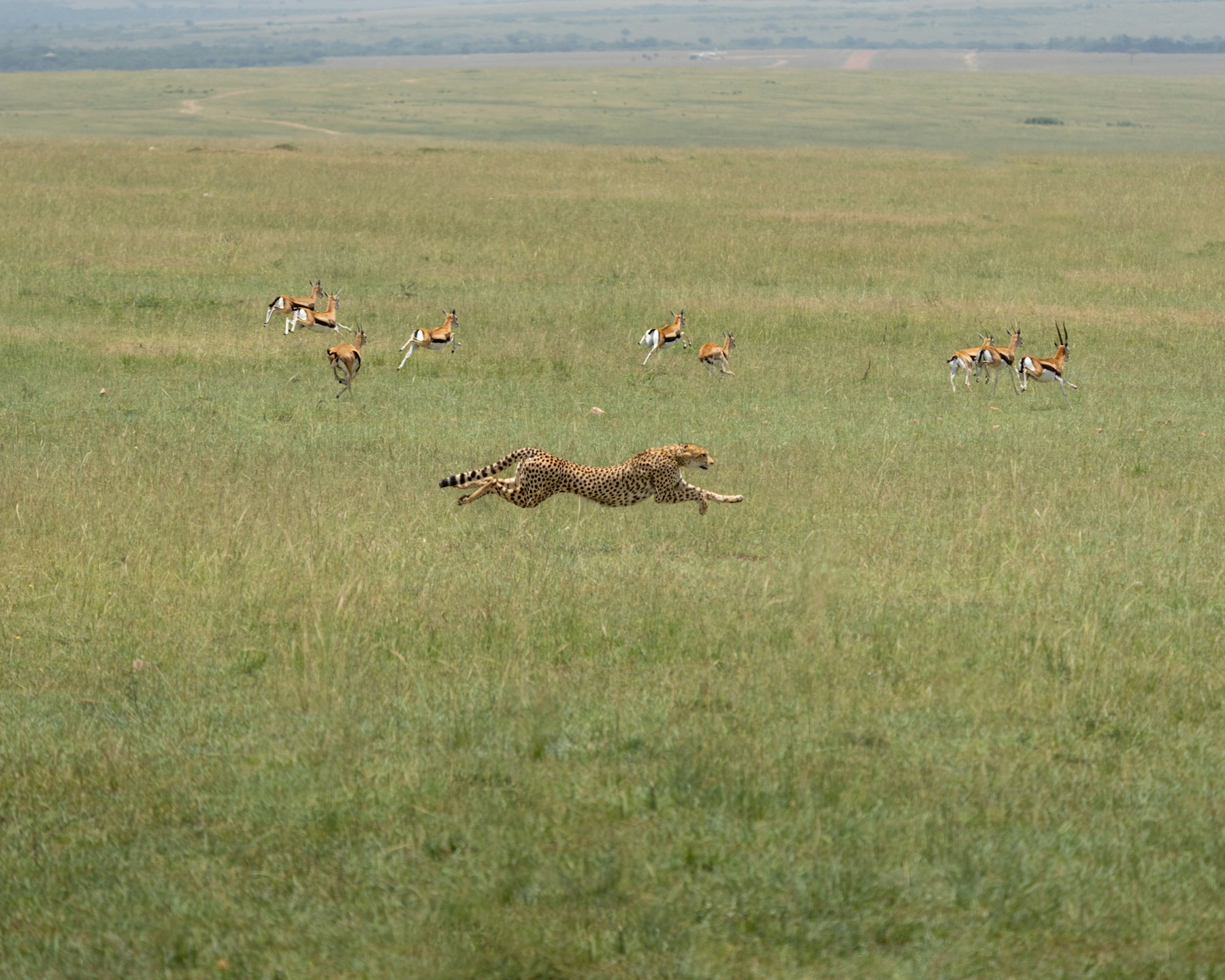 Safari moment 2
