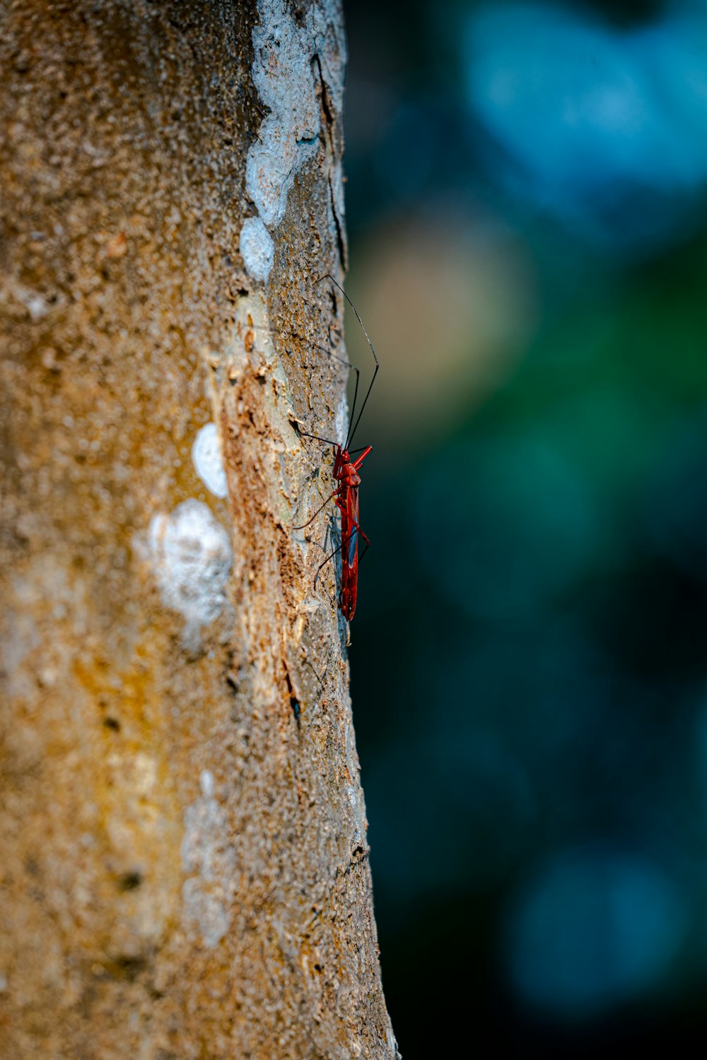 Ein roter Käfer auf einem Baum